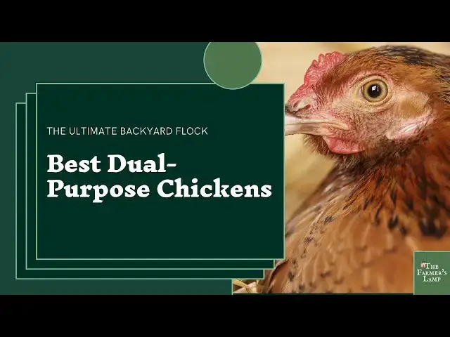 'Video thumbnail for Dual Purpose Chicken Breeds'