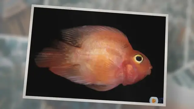 'Video thumbnail for 8 Deadly Blood Parrot Diseases And How To Treat Them !'