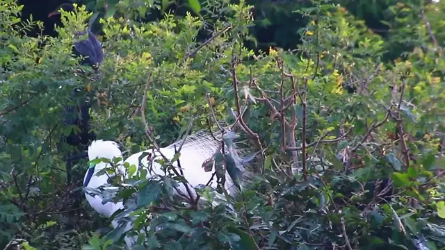 'Video thumbnail for Cute of white wild bird'