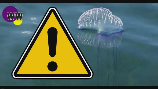 'Video thumbnail for Wexford County Council Issue Warning Over Jellyfish That Can Inflict Severe Stinging Pain'