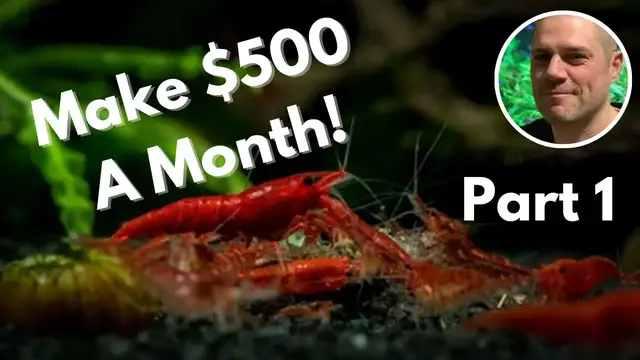 'Video thumbnail for Breeding Shrimp For Profit in 2023 - How to make money as a shrimp breeder!'