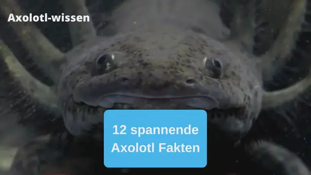 'Video thumbnail for 12 spannende Axolotl Fakten'