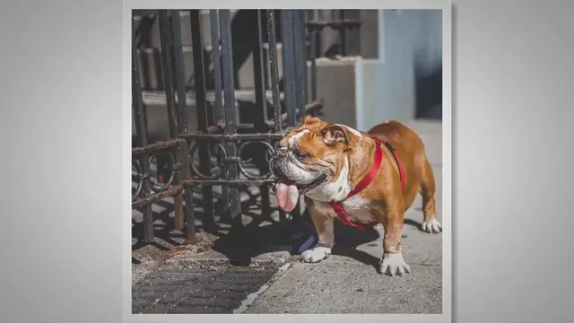 'Video thumbnail for What To Do If A Bulldog Barks And Bites?'