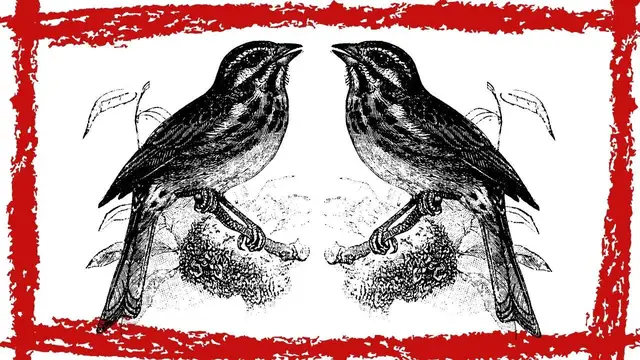 'Video thumbnail for 15 Minutes Song Sparrow Song'
