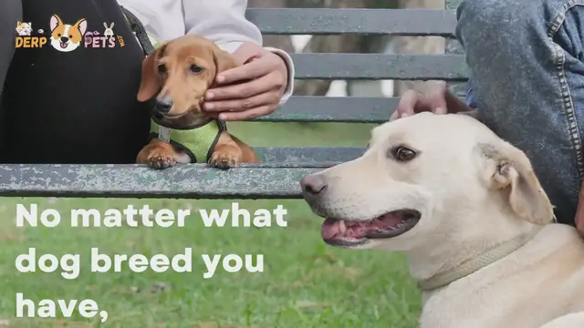 'Video thumbnail for dogs '
