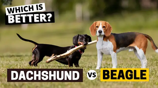 'Video thumbnail for Beagle vs Dachshund - Which is Better?'