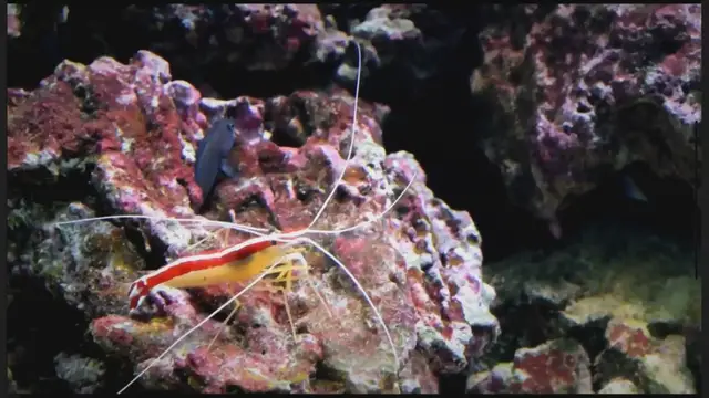 'Video thumbnail for Mysterious Hairy Shrimp : Facts Reveled'