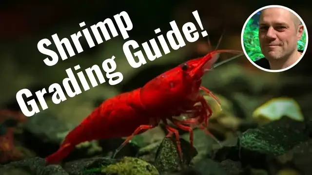 'Video thumbnail for How to Grade Red Cherry Shrimp? A GUIDE TO TELL YOUR RED CHERRY SHRIMP FROM BLOODY MARY SHRIMP'