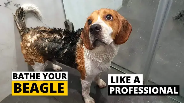 'Video thumbnail for How to Bathe your Beagle the Right Way - (Beagle Grooming Part 3)'