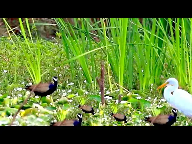 'Video thumbnail for Amazing of lake - Bird stay under grass on water to wait catch fish eat'