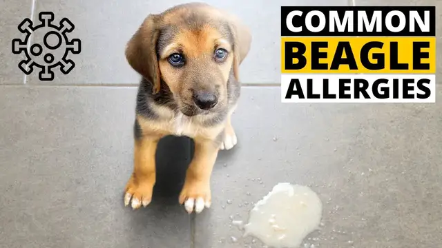 'Video thumbnail for 7 Common Allergies in Beagles you must lookout for'