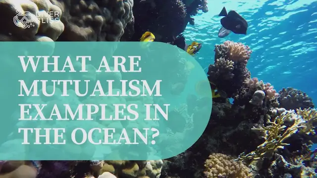 'Video thumbnail for Examples of Mutualism Relationships in the Ocean'