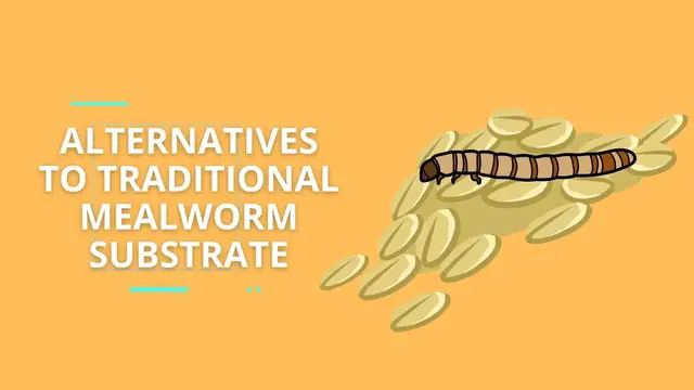 'Video thumbnail for Alternatives to Traditional Mealworm Substrate'
