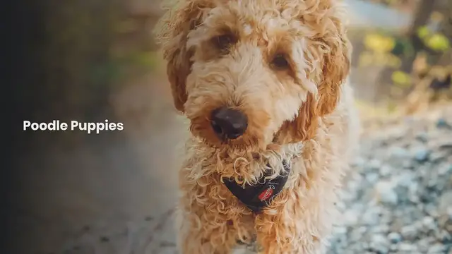 'Video thumbnail for Poodle Puppies'