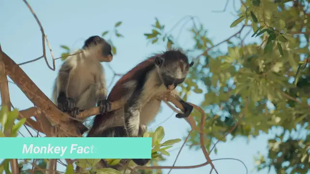 'Video thumbnail for Facts for Kids'