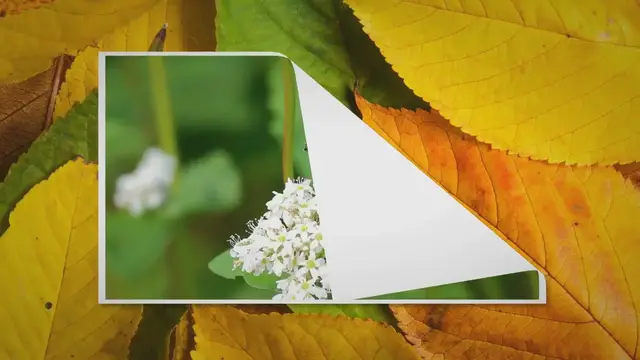 'Video thumbnail for Planting Buckwheat For Honey Bees'