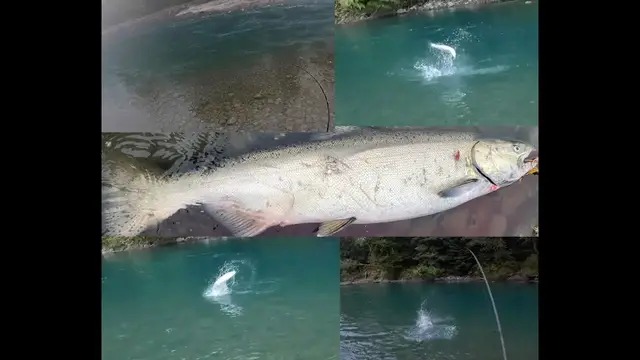 'Video thumbnail for 2022 Coastal CHROME Fest: Catching chinook and coho salmon in low water conditions'