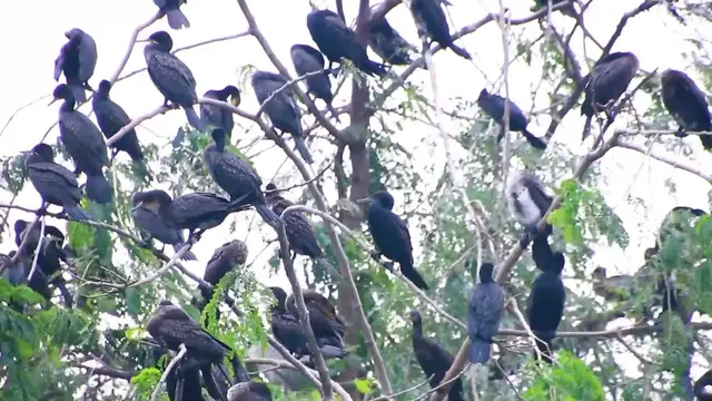 'Video thumbnail for All bird cry on nest | Wild black bird a lot'