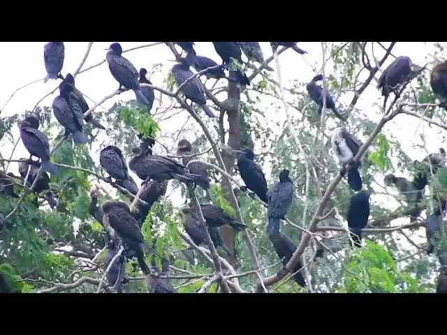 'Video thumbnail for All bird cry on nest | Wild black bird a lot'