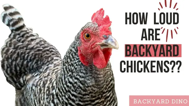 'Video thumbnail for Beginner's Guide on What Noises to Expect with Backyard Chickens - How Loud are Chickens??'