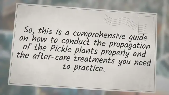 'Video thumbnail for Pickle Plant Propagation Guide | Super Easy Methods |'