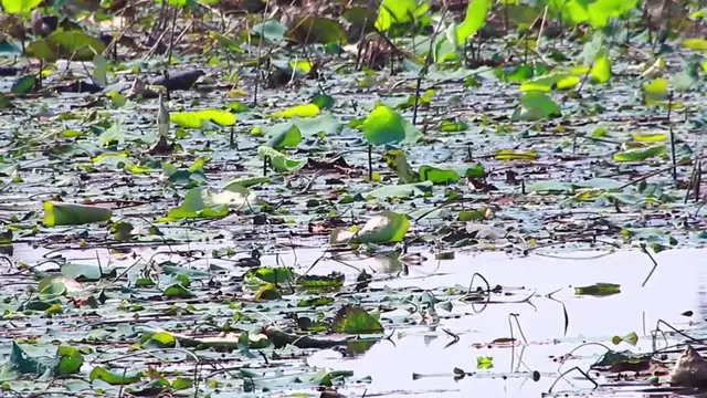 'Video thumbnail for In lake bird wait catch small fish eat'