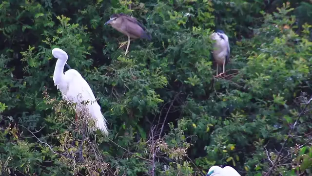 'Video thumbnail for Area Wild bird'