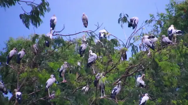 'Video thumbnail for Home stay of wild bird'