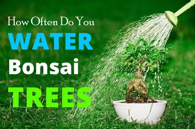'Video thumbnail for How Often Do You Water Bonsai Trees'