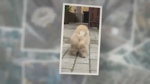 'Video thumbnail for True Meaning And Right Interpretation Of Dreams About Dogs'