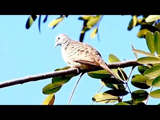 'Video thumbnail for wild dove | male dove stay to wait other dove'