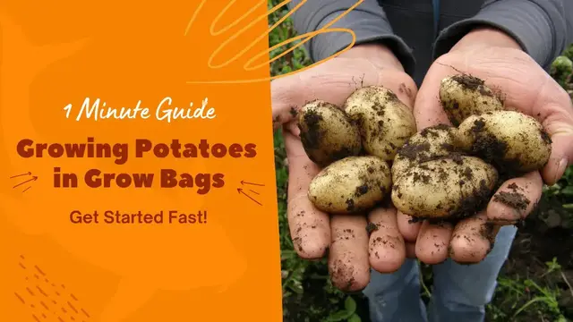 'Video thumbnail for 1 Minute Guide to Growing Potatoes in Grow Bags'