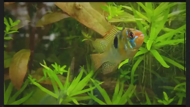 'Video thumbnail for Japanese Rice Fish Care And Breeding: Easy Guide!!'