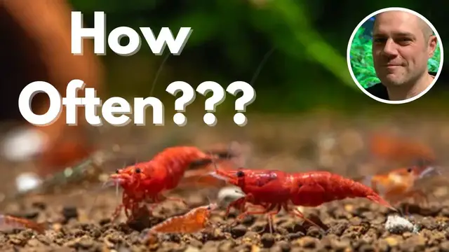 'Video thumbnail for How Often Should You Feed Red Cherry Shrimp?'
