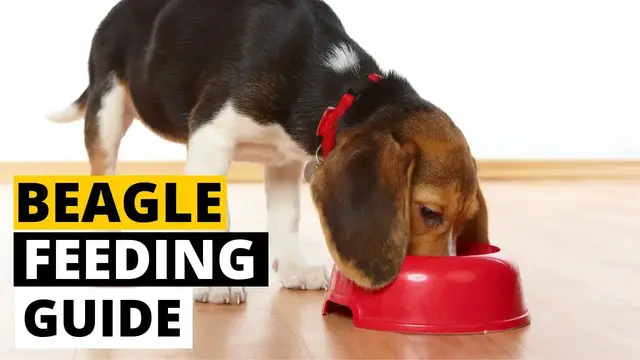'Video thumbnail for Complete Beagle Feeding Guide (Puppies to adult beagles) | What To Feed | How Much to Feed'