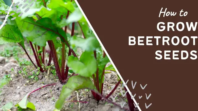 'Video thumbnail for 🌱 How to Grow Beetroot from Seeds | Easy Guide for a Successful Harvest 🥕'