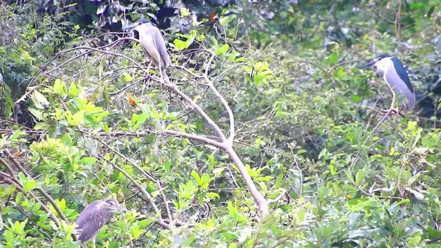'Video thumbnail for Top wild bird on nest'