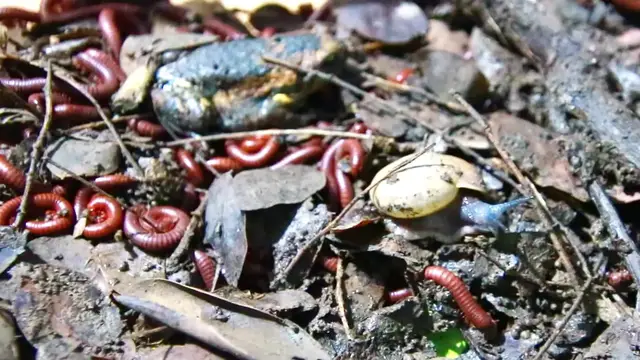 'Video thumbnail for Wow Snail wark eat soil, red worm here'