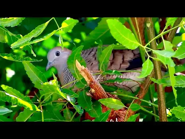'Video thumbnail for Wild of mother dove with baby dove bird on nest'