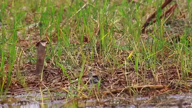 'Video thumbnail for Near lake wild bird stay here eat food'
