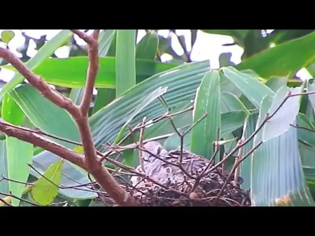 'Video thumbnail for The nest of dove | baby wild of dove on nest'