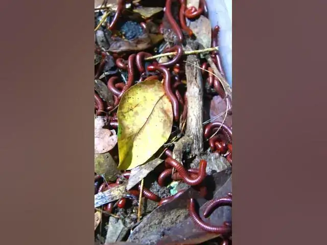 'Video thumbnail for All insect'