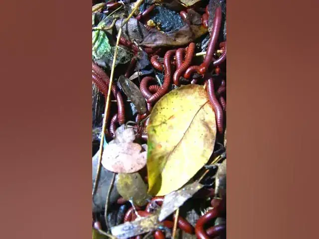 'Video thumbnail for Insect or worm eat'