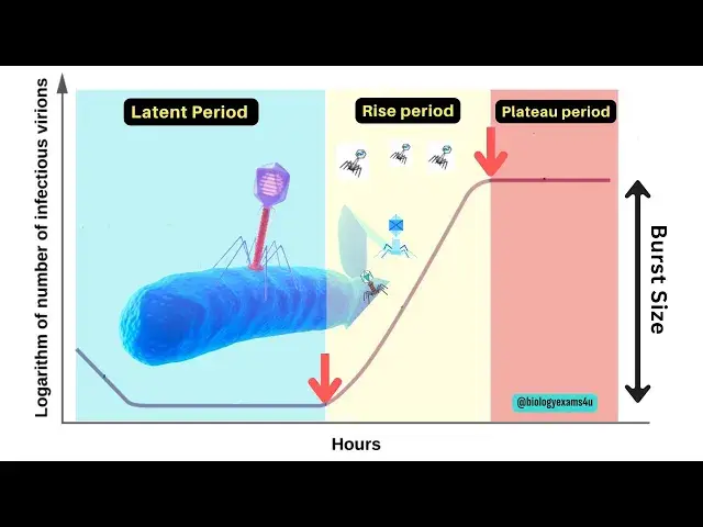 'Video thumbnail for Bacteriophage Growth Curve in 3 minutes|| One-step growth curve phases of Bacteriophages'