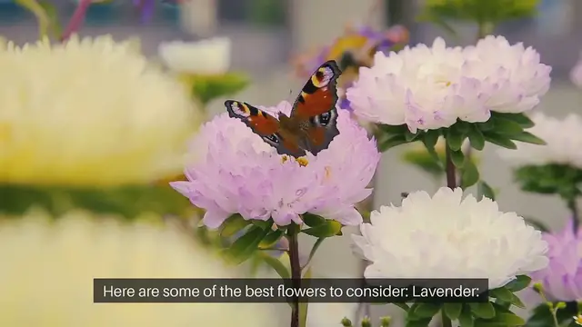 'Video thumbnail for Best Flowers for Butterfly and Bee Garden'