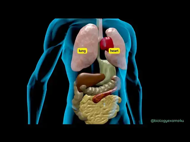'Video thumbnail for Learn Human Body Internal Organs Animation|| No music #education'