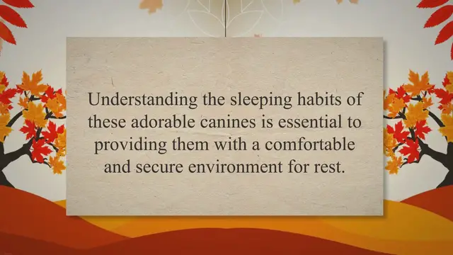 'Video thumbnail for Unveiling the Mystery: Why Do Boston Terriers Choose to Sleep Under Covers?'