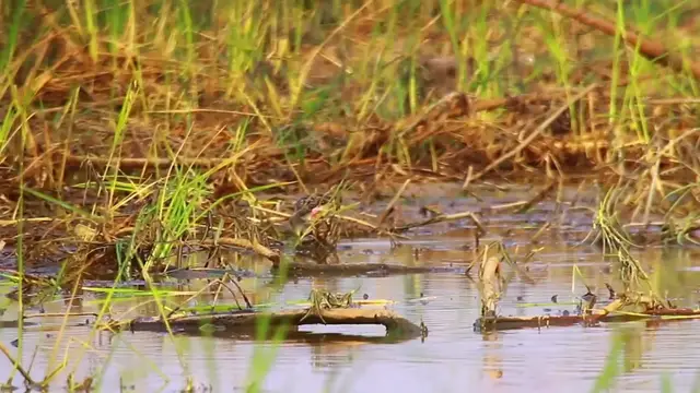 'Video thumbnail for small bird stay in lake find catch food'