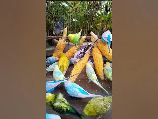 'Video thumbnail for 우리 새를 위한 채소 준비하는 방법 간단한 레시피! #birds #parrot #budgies #birdsounds #animals #새의 세계안녕하세요, {Inco 건강 상태 표'