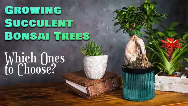 'Video thumbnail for What Succulents Can You Grow As Bonsais?'